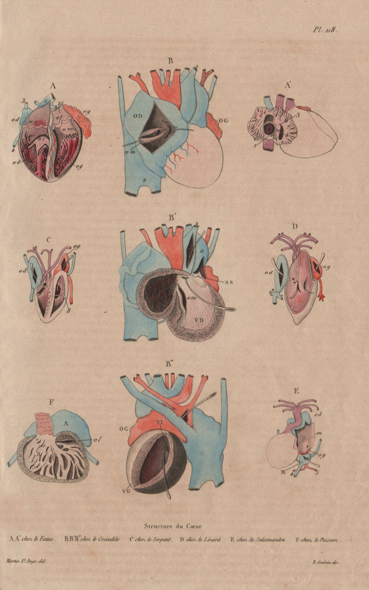 STRUCTURE OF THE HEART. Foetus. Crocodile. Snake. Lizard Salamander Fish 1833
